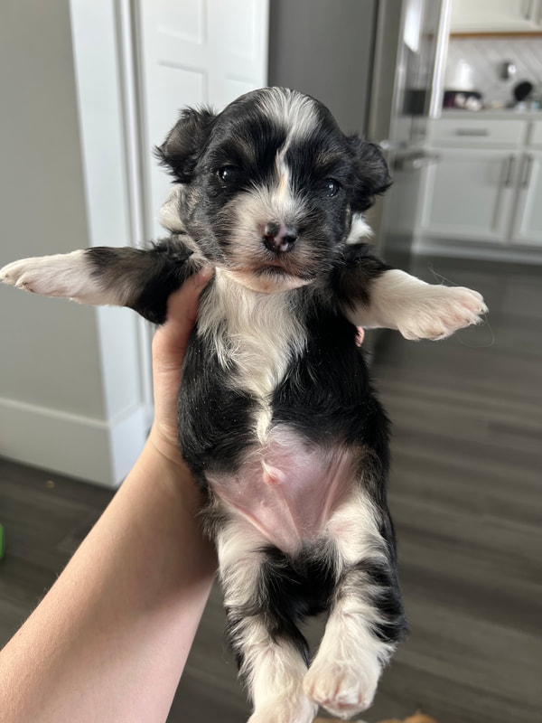 Border Collie Dogs & Puppies for Sale - Montana